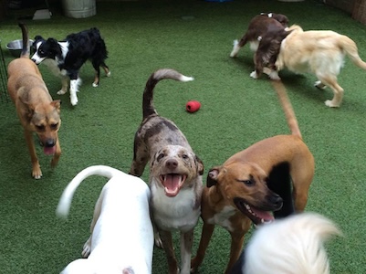 Doggy Daycare